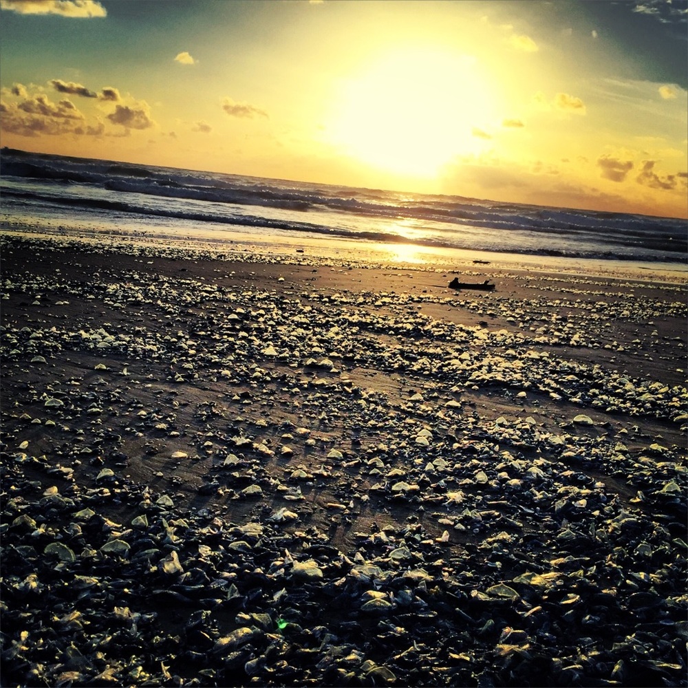 Meet your Posher, Jae